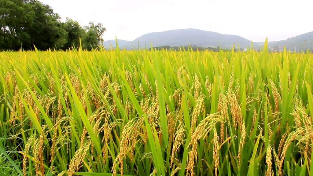 Pesquisa encontra resistência a praga capaz de destruir lavouras de arroz