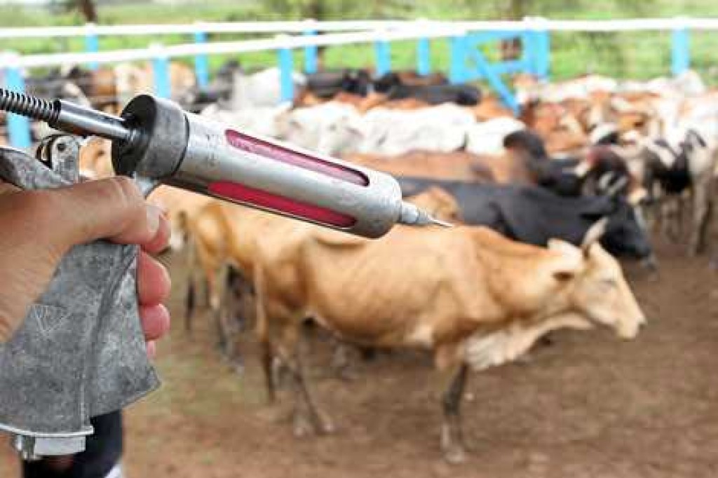 Brasil importa 73% das vacinas contra doença fatal no gado