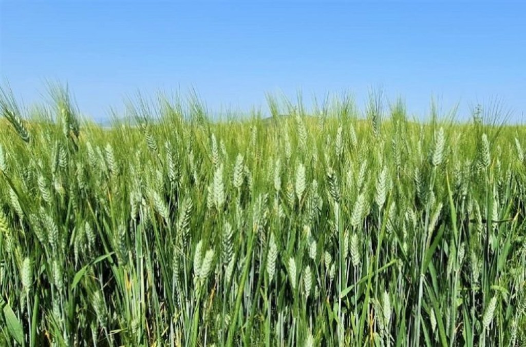 Safra de trigo cai 26% e importações podem atingir volume recorde
