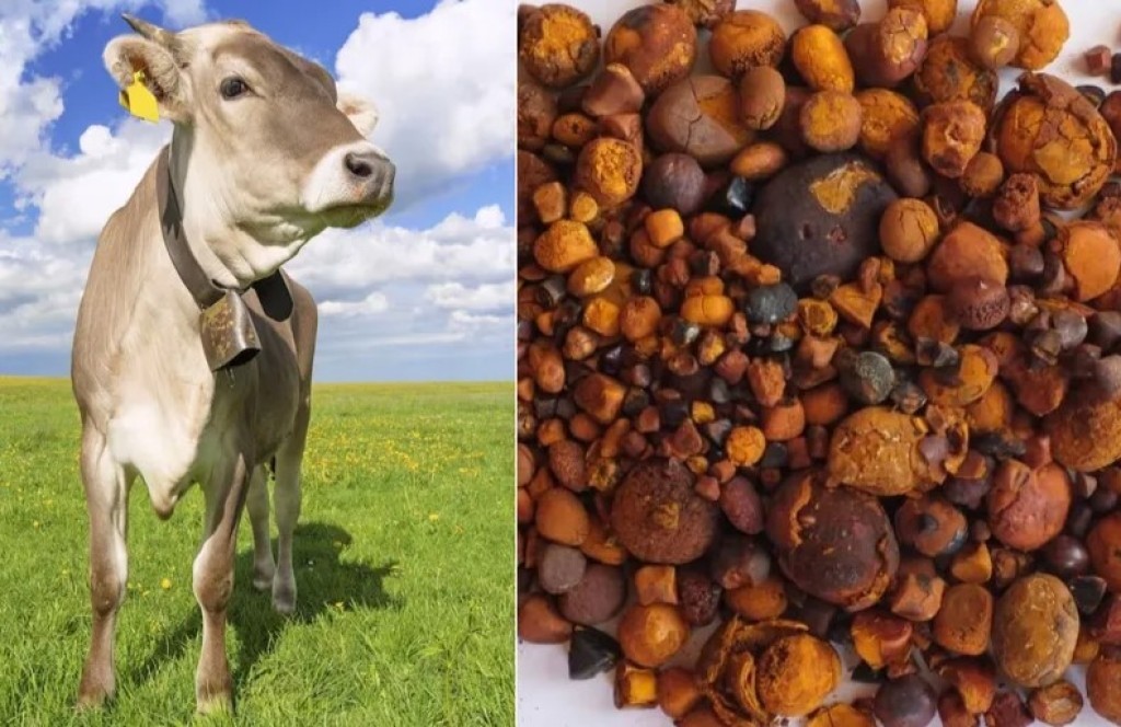Cálculo bovino que vale mais que ouro ganha acesso ao mercado chinês