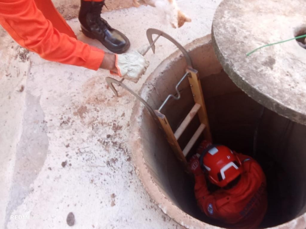 Corpo de Bombeiros atua em ocorrências com animais silvestres e domésticos nesta segunda-feira (27)
