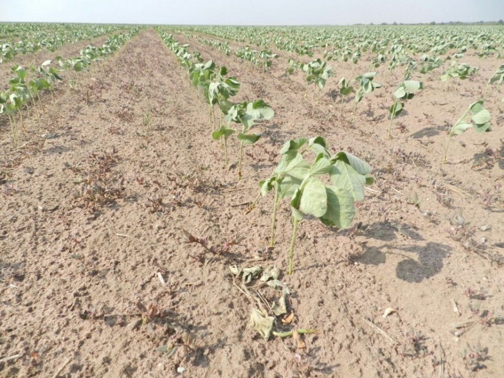 Onda de calor extremo ameaça produtividade de lavouras e rebanhos pelo Brasil afora