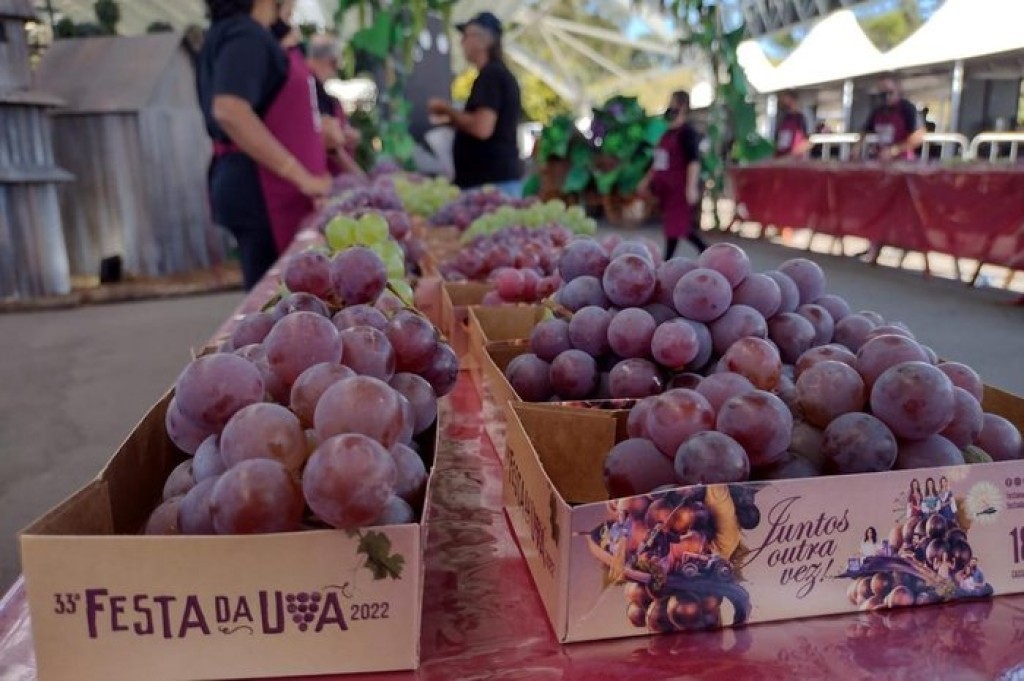 Uva brasileira será a primeira fruta com tarifa zero a estrear na Europa
