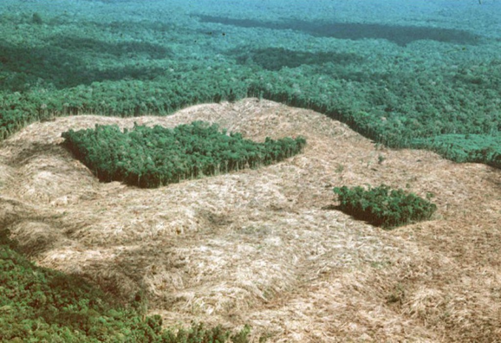 Fundo de Florestas Tropicais quer quase 700 bilhões para preservar áreas verdes