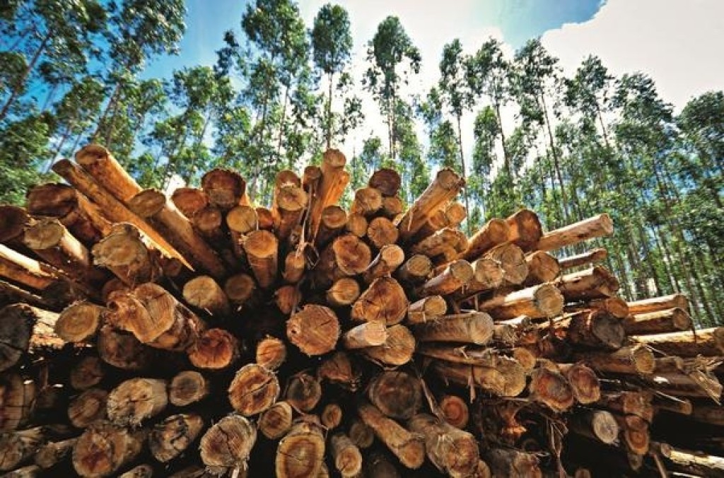 Impasse sobre lenha ameaça R$ 10 bilhões em novos plantios de eucalipto
