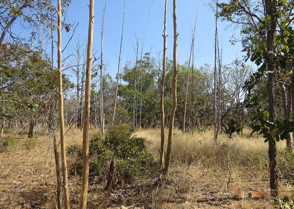 Usando IA, Embrapa e UnB “encontram” 13 mil hectares abandonados no Cerrado