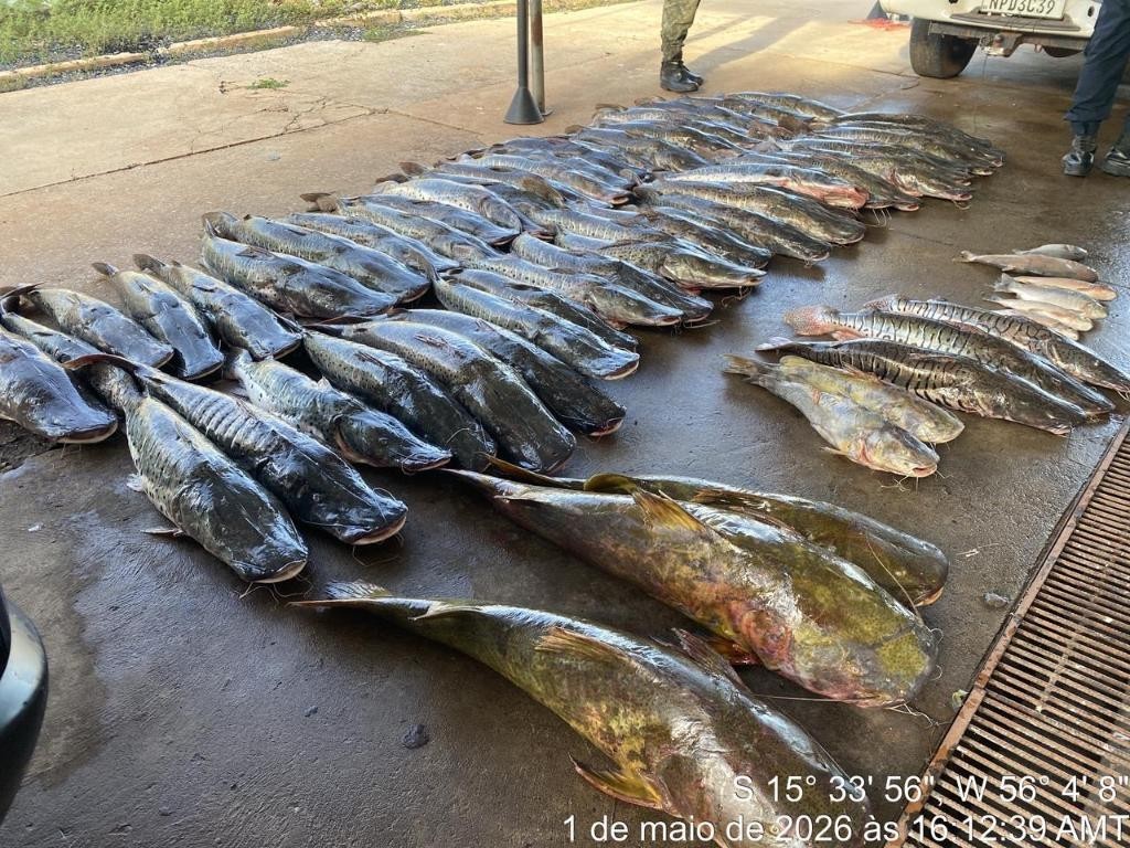 Polícia Militar apreende 465 quilos de pescado ilegal e prende homem em Várzea Grande