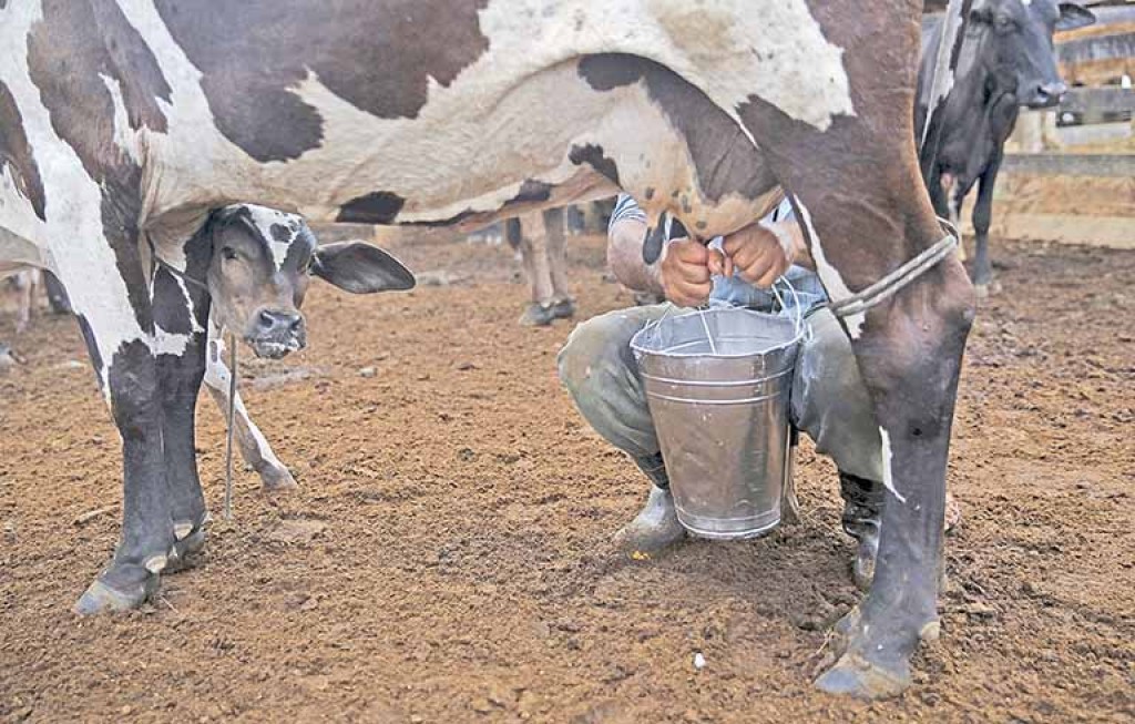 Projeto cria Instituto Nacional do Leite para enfrentar crise e sustentar renda do produtor