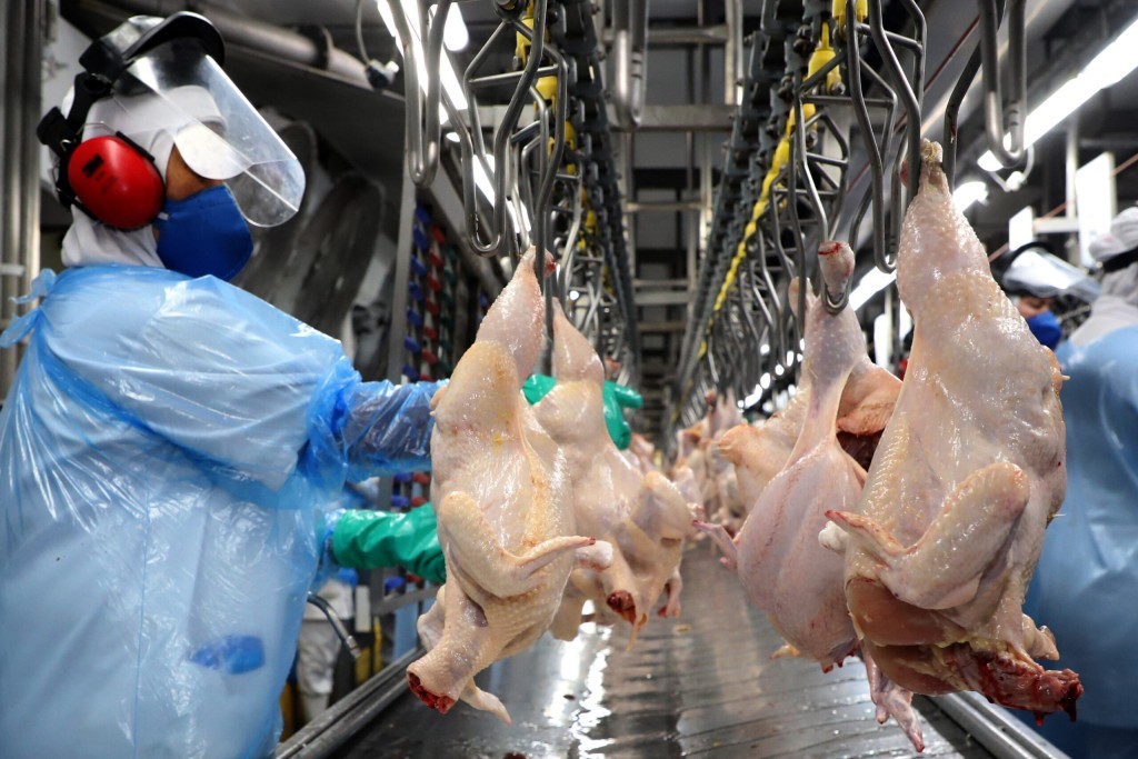 Exportação recorde não impede queda do frango vivo no mercado interno