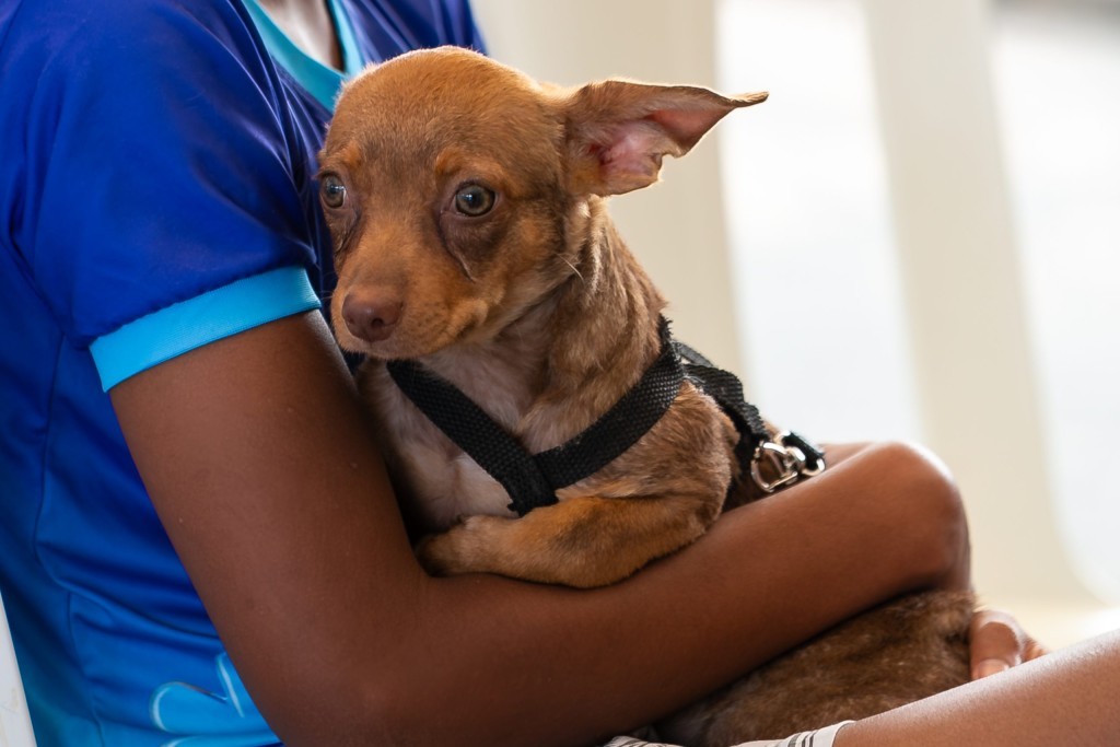 Sábado acontece "Cãominhada Mulher e Pet"