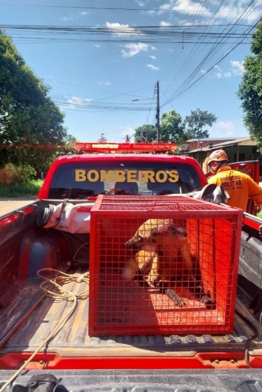 Bombeiros resgatam lobo-guará em residência no Vale do Araguaia