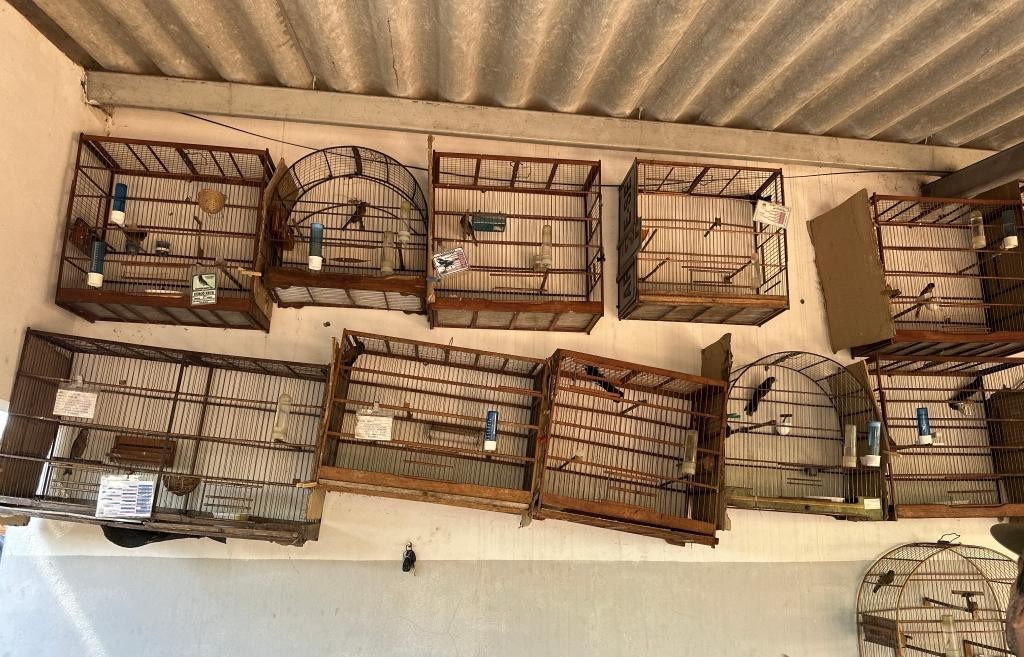 Operação contra o tráfico de fauna resulta na apreensão de 25 aves silvestres em Nova Xavantina