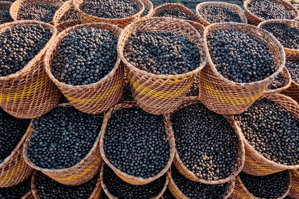 Açaí amplia exportações e fortalece indústria na região amazônica