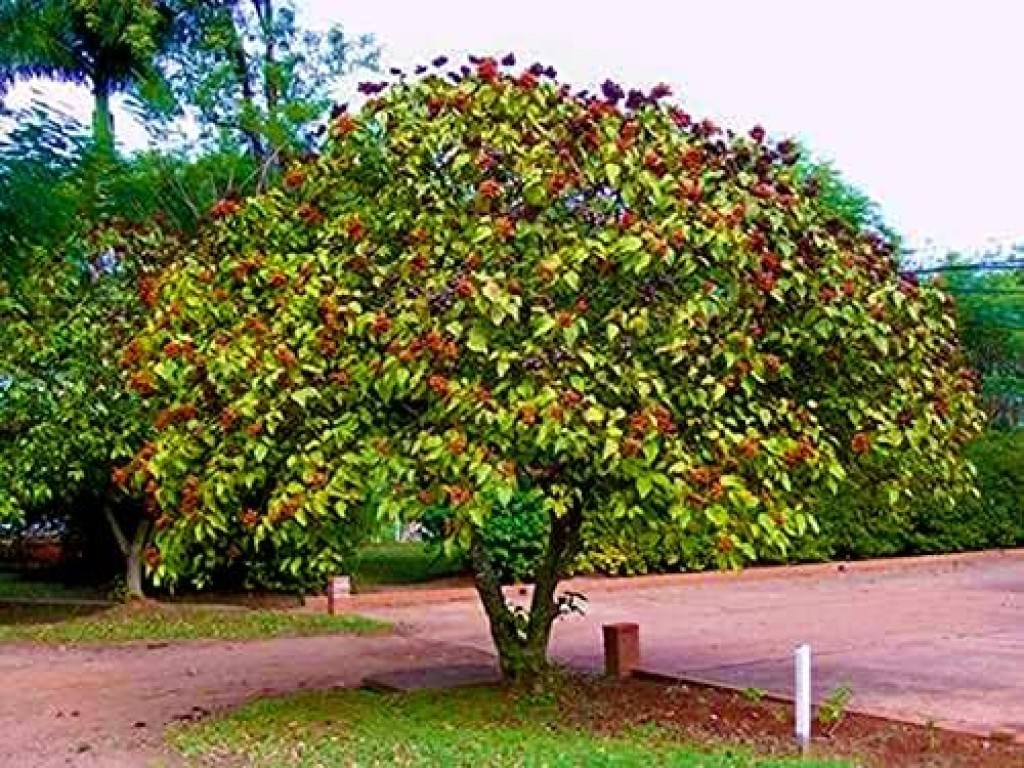 Safra de urucum impulsiona pequenas propriedades
