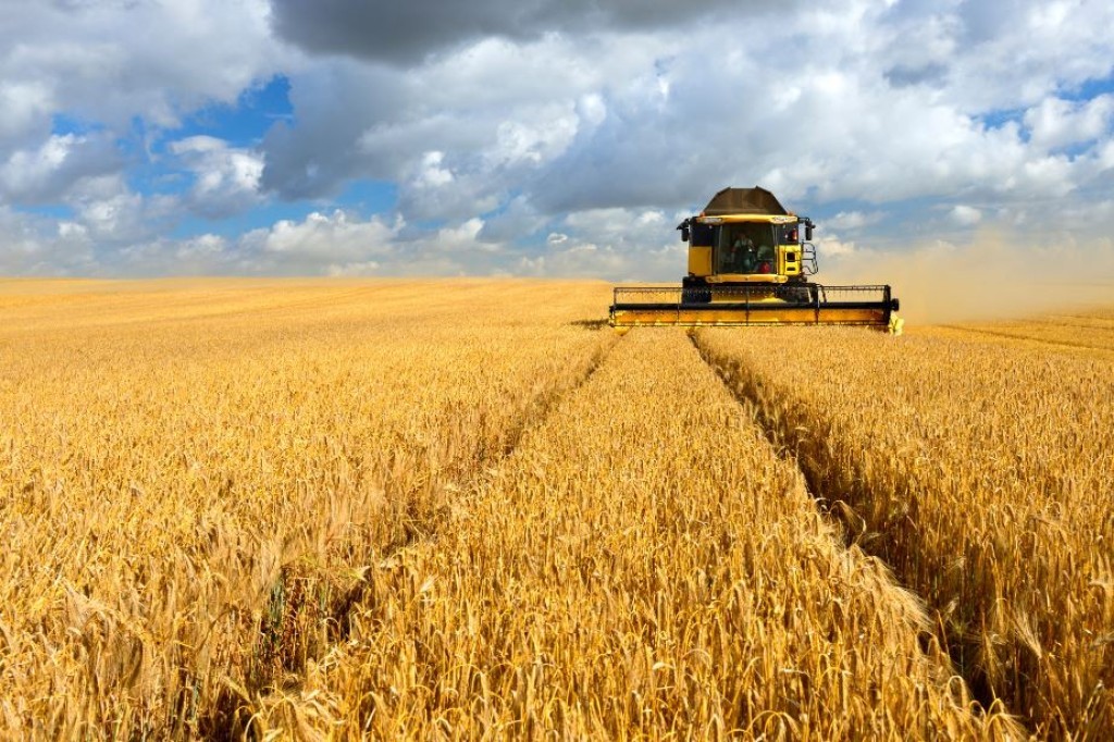 Medo do El Niño pode reduzir em mais de 30% área de cevada