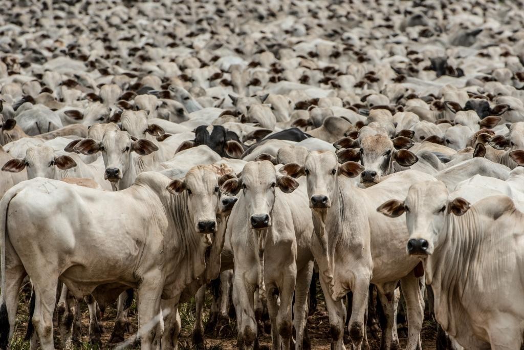 Indea promove em Cuiabá a principal conferência brasileira sobre defesa agropecuária