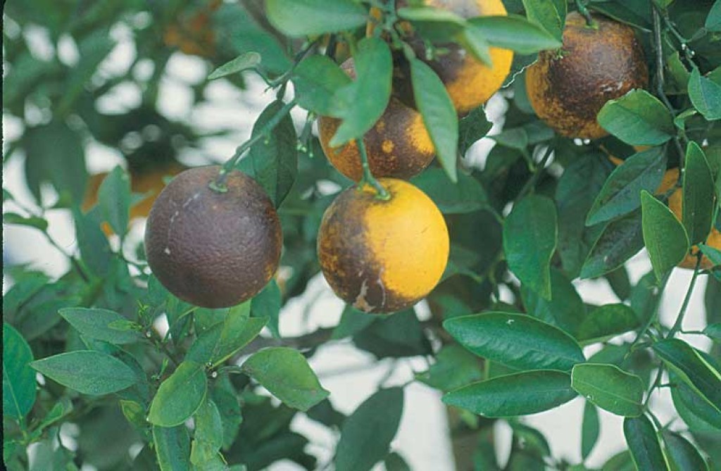 Greening ameaça produção de 15,6 milhões de toneladas de laranja