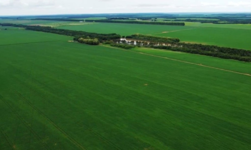Média anual das exportações do agro quadruplica e chega a R$ 858 bilhões
