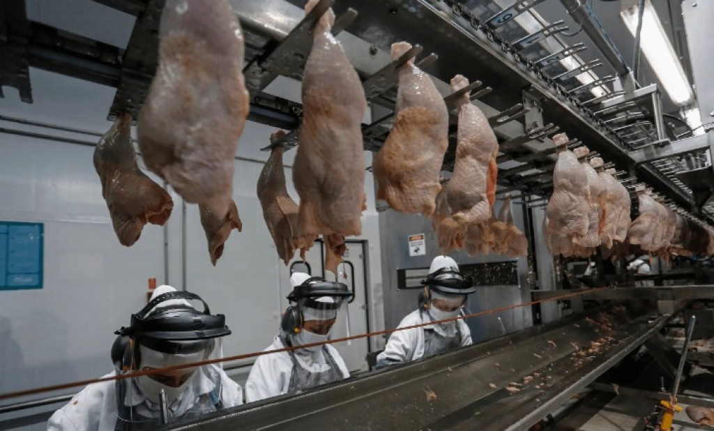 Gripe aviária: China volta a importar carne de frango do Brasil após seis meses de suspensão