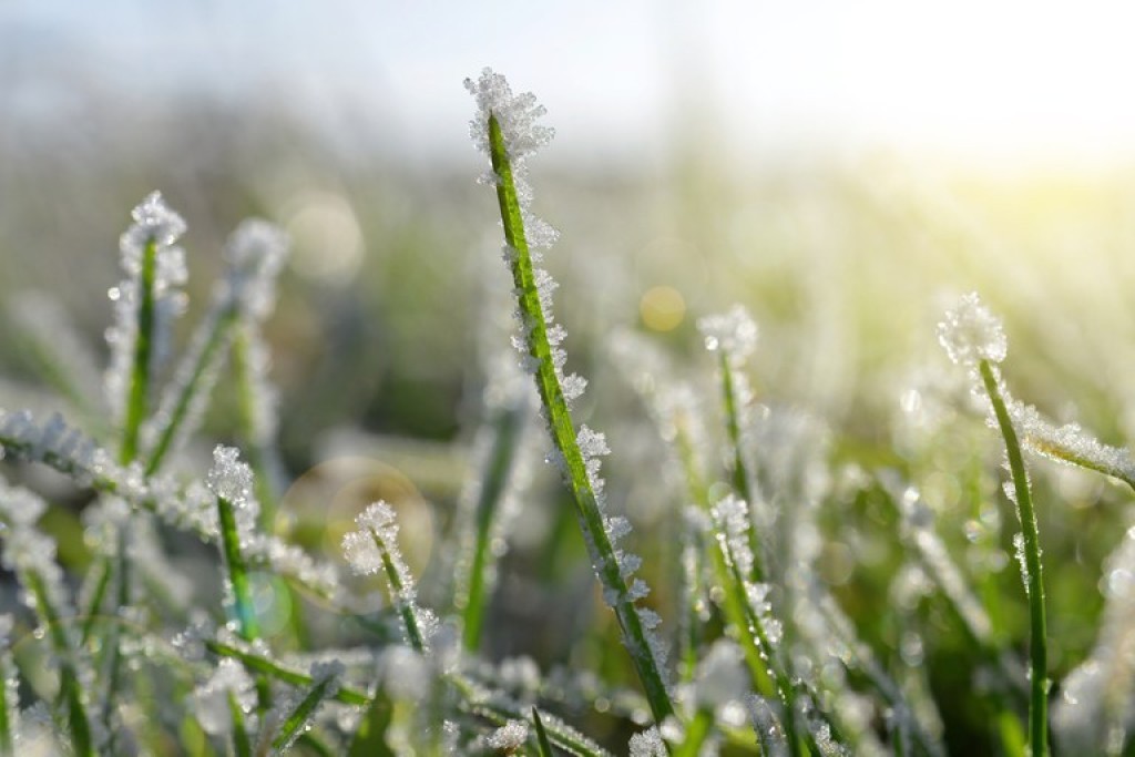 Primeira onda de frio do ano acende alerta para geadas e pode afetar milho, café e pecuária