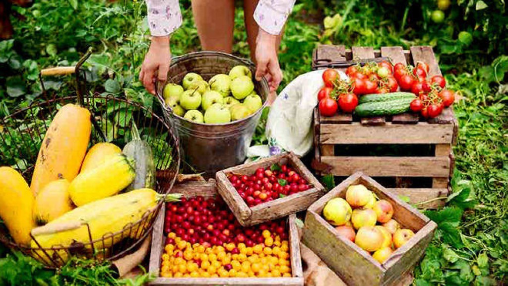 Exportações de frutas crescem 20% e receita supera R$ 7,8 bilhões