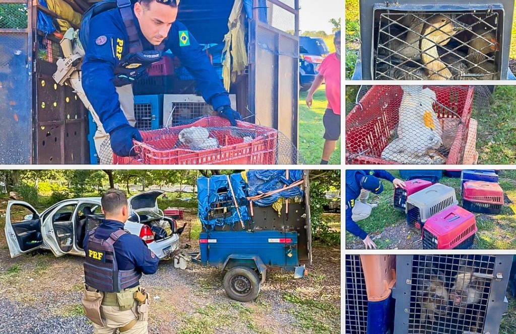 PRF resgata 52 animais transportados em condições inadequadas na BR-364 em Cuiabá