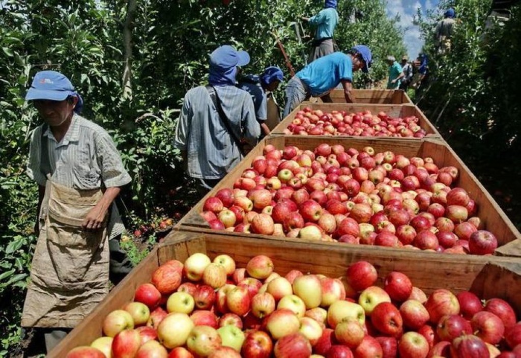 Brasil colhe safra recorde de maçã e exportações somam R$ 249 milhões