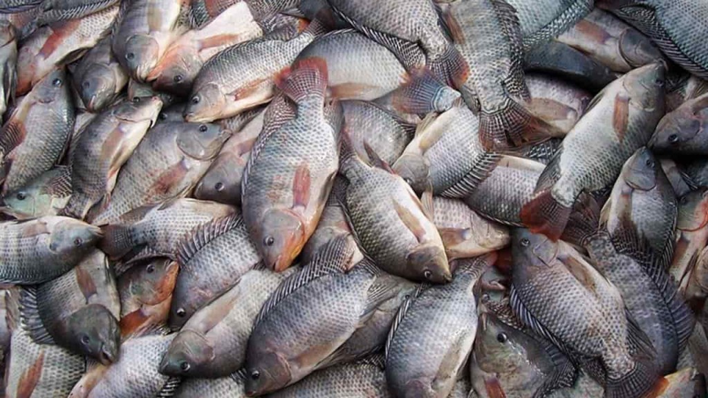 Setor de pescados espera retomada de consumo no Brasil nesta época