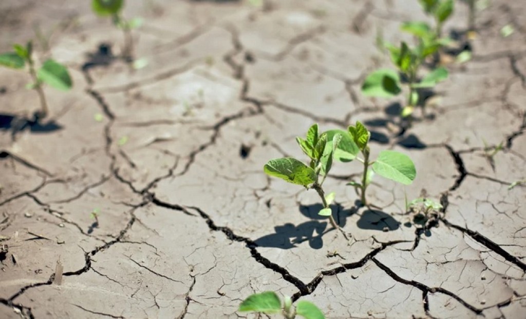 Brasil prevê colher 186 milhões de toneladas, mas depende do clima