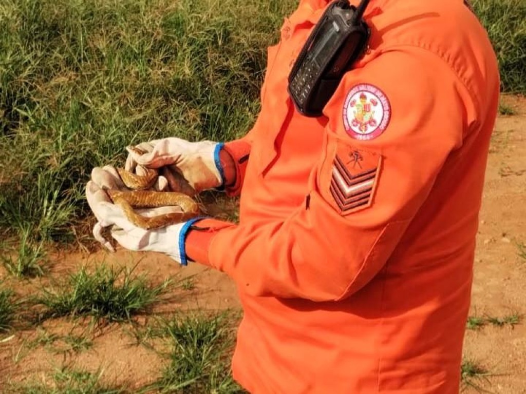 Corpo de Bombeiros resgata cascavel e boipeva em áreas de risco